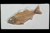 Mioplosus Fossil Fish - Gorgeous Specimen #92871-1